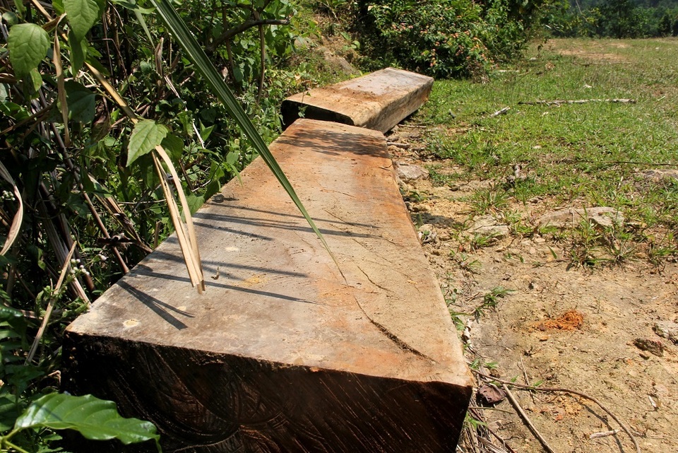 Người dân phá rừng đầu nguồn để làm đồ dùng trong nhà? - 3 Hai phách gỗ dài gần 2 mét được tập kết ở lối đường mòn