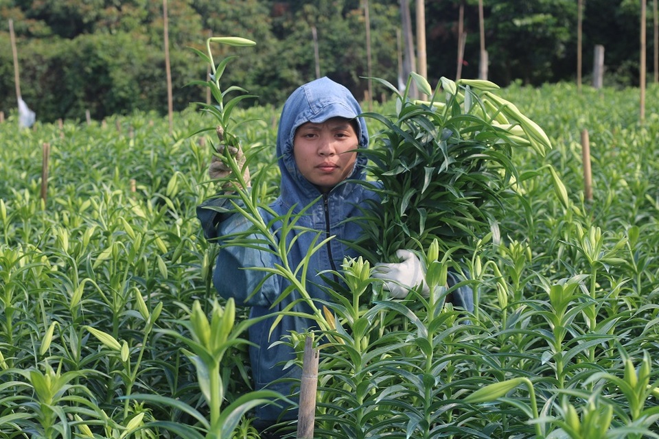 Hoa loa kèn Tây Tựu vào mùa thu hoạch - 2
Tranh thủ những ngày nắng ấm, người dân tất bật ra ruộng cắt hoa để kịp ngày đem bán