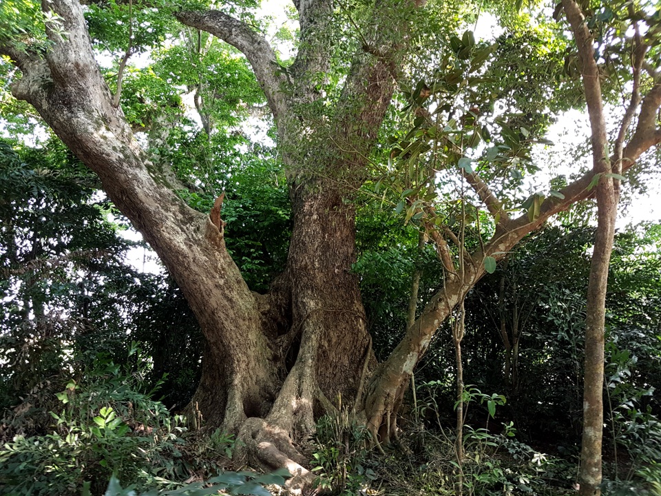 Chiêm ngưỡng “cụ” sưa 250 năm tuổi, gốc to hơn 10m - 3 Gốc sưa khủng với 3 nhánh