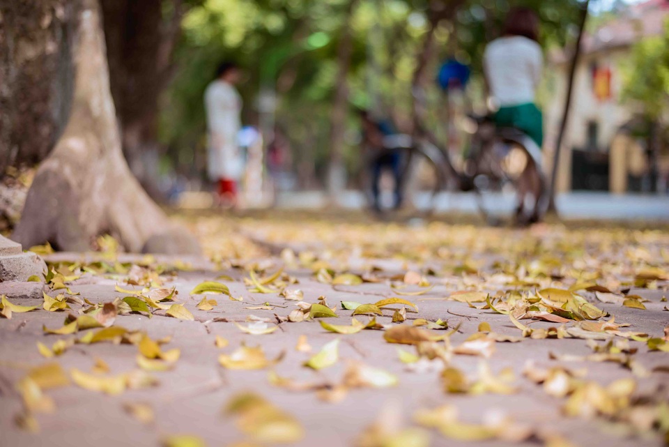 
Con đường trải thảm vàng tạo nên một khung cảnh nên thơ, bình yên đến lạ
