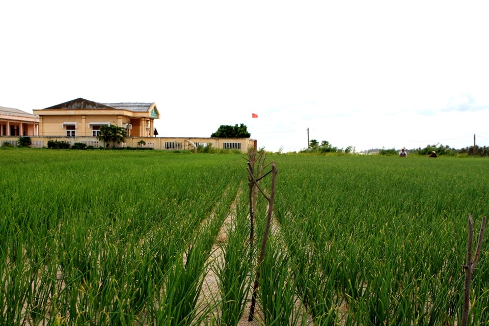 Đảo Lý Sơn (Quảng Ngãi) với những cánh đồng hành, tỏi tuyệt đẹp; du khách đến Lý Sơn phải khám phá những cánh đồng hành, tỏi này