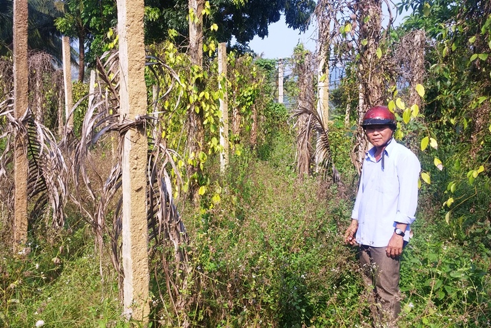 Nhiều hộ trồng tiêu trắng tay vì cây tiêu bỗng dưng vàng lá, rụng lá chết