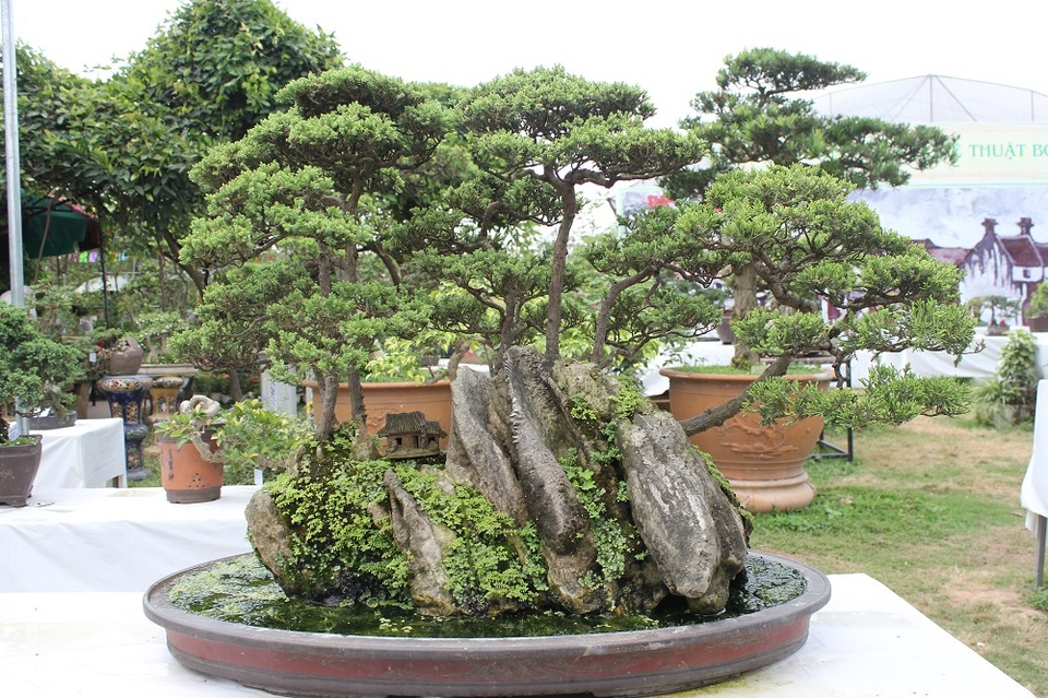 Mê mẩn những kiệt tác bonsai "độc nhất vô nhị" ở Hà Nội - 9
Cây Tùng cối của tác giả Trần Đức Toàn. Tác phẩm được thiết kế với một tiểu cảnh gợi giống như một bức tranh “sơn thủy hữu tình” với mái nhà cổ kính, rêu phong và rừng cây tỏa bóng dưới dòng nước. Cây có giá vào khoảng 300 triệu đồng.