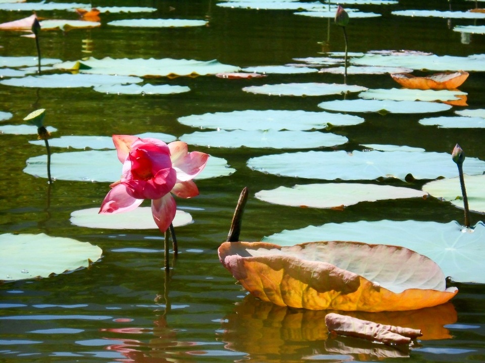 Sáng sớm chính là “giờ hoàng kim” cho những đóa sen bung nở