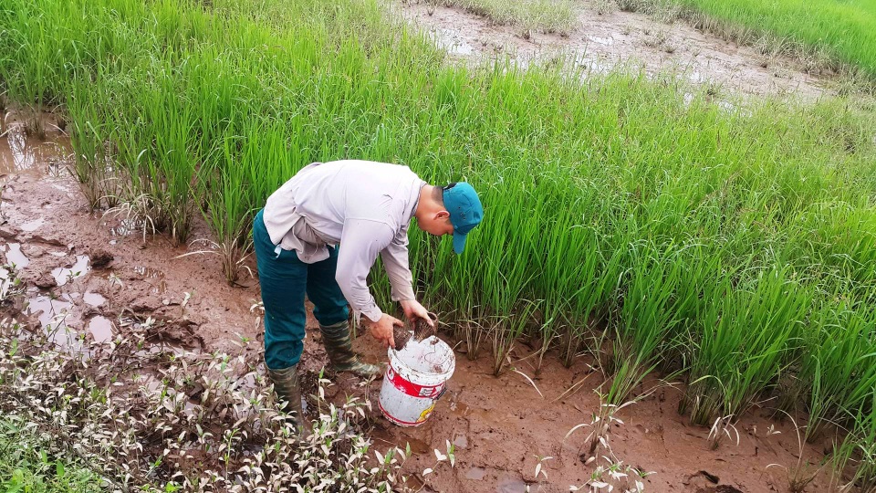 Ninh Bình: Nông dân bắt cáy kiếm tiền triệu mỗi tháng - 2 Người dân đặt lờ bẫy cáy ở huyện Kim Sơn,Ninh Bình