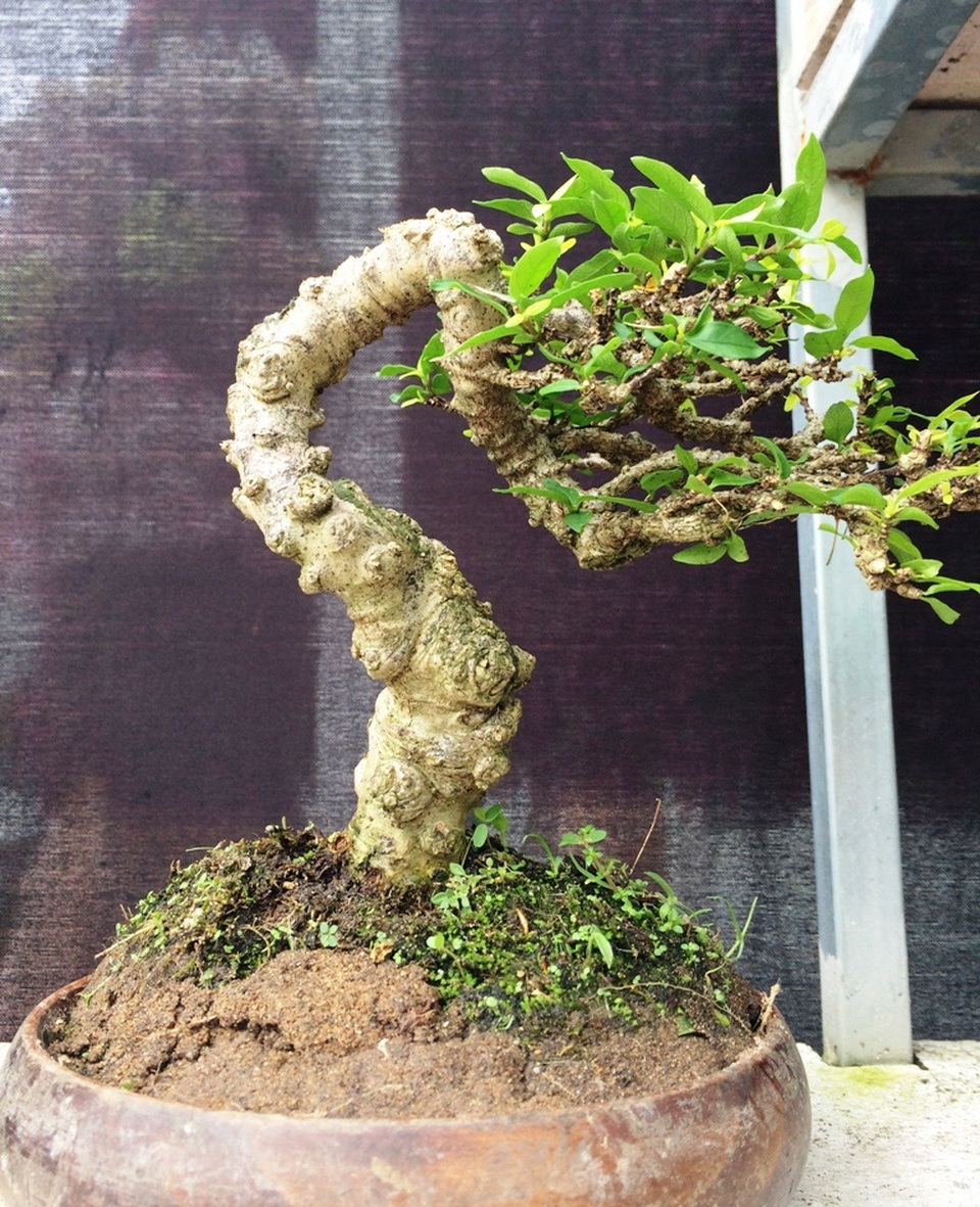 Ngắm những cây kiểng có dáng độc, lạ nhất nhì miền Tây - 9 Ngắm những cây kiểng có dáng độc, lạ nhất nhì miền Tây - 9