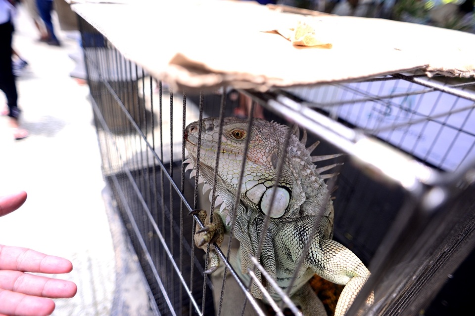 Đi lễ hội trái cây, chơi đùa với... rồng - 3 Dòng Iguana green được trưng bày phục vụ du khách.