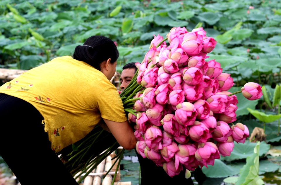 Kiếm tiền triệu mỗi ngày nhờ trồng sen Hồ Tây - 3
Anh Bùi Mạnh Hiếu cho hay: “Khoảng 3-4 năm về trước, hoa sen đem lại thu nhập cao. Nhưng vài năm trở lại đây do tác động của môi trường nên trồng hoa sen Hồ Tây khó hơn. Việc chăm sóc hoa vì thế rất vất vả. Chi phí đầu tư, chăm sóc lớn nên thu nhập chủ yếu phụ thuộc việc làm dịch vụ du lịch”.