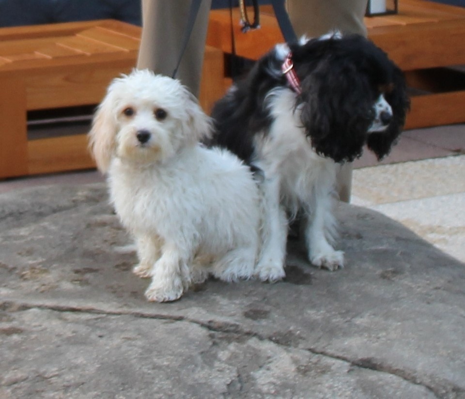 Giống như nhiều CEO công nghệ khác, Bill Gates cũng nuôi tới 2 chú chó, và tên của chúng là Oreo, Nilla. Mặc dù thừa nhận không dành thời gian nhiều cho chúng hơn lũ trẻ và công việc riêng, nhưng Gates vẫn đặc biệt yêu thích 2 người bạn của mình. Ông thậm chí úp mở về việc nhận nuôi thêm một chú chó nữa.