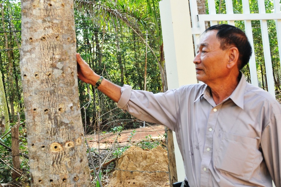 Từ cựu tù Phú Quốc tay không phá kẽm gai vượt ngục đến nông dân sản xuất giỏi - 5 
Ông Toản bên một cây dó bầu.