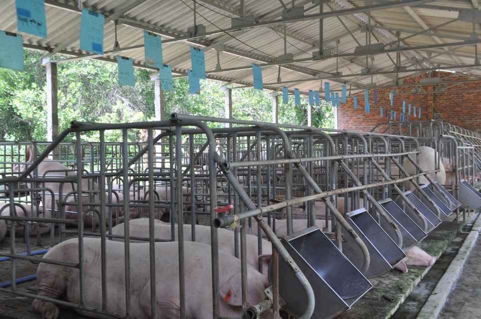 Hiệu quả cao từ mô hình cho heo nái nghe nhạc - 3
Trang trại được chăm sóc, đảm bảo các điều kiện vệ sinh môi trường, có hầm biogas để xử lý phân, hệ thống máng ăn hợp chuẩn…