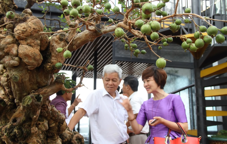 Cây ổi trăm tuổi và cuộc ngã giá tiền tỷ của vị đại gia Hà Nội - 4 Dù không tiết lộ giá cụ thể song vị đại gia này cho biết, để sở hữu cây cảnh này ông đã phải bỏ ra một số tiền không nhỏ. Ảnh: Gia Thọ
