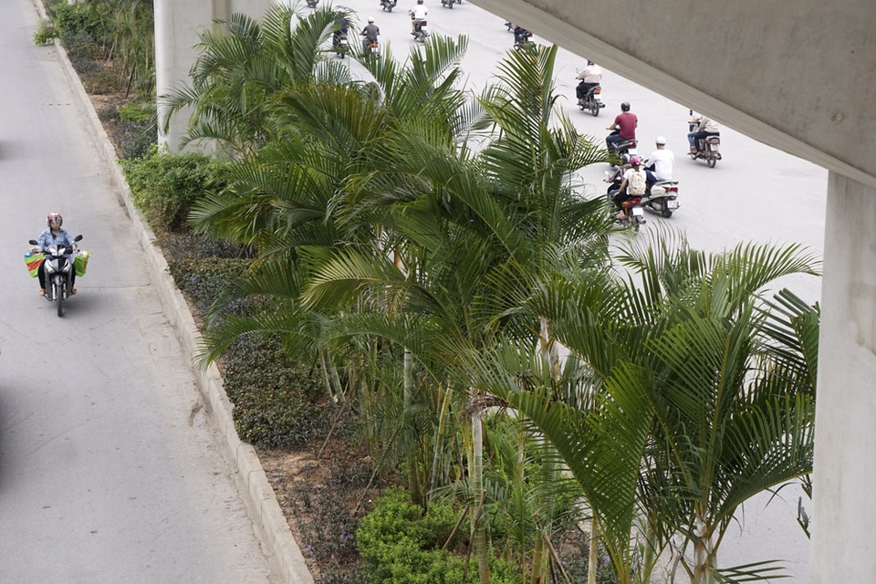 
Dải phân cách rộng 2,5 m trước đây được trồng những cây cảnh nhỏ, thấp.
