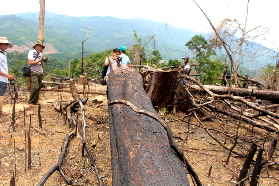 Vụ “cạo trọc” rừng tự nhiên, trồng keo: Chính quyền và kiểm lâm buông lỏng quản lý - 3 Một khoảnh rừng đã bị đốt cháy để trồng keo