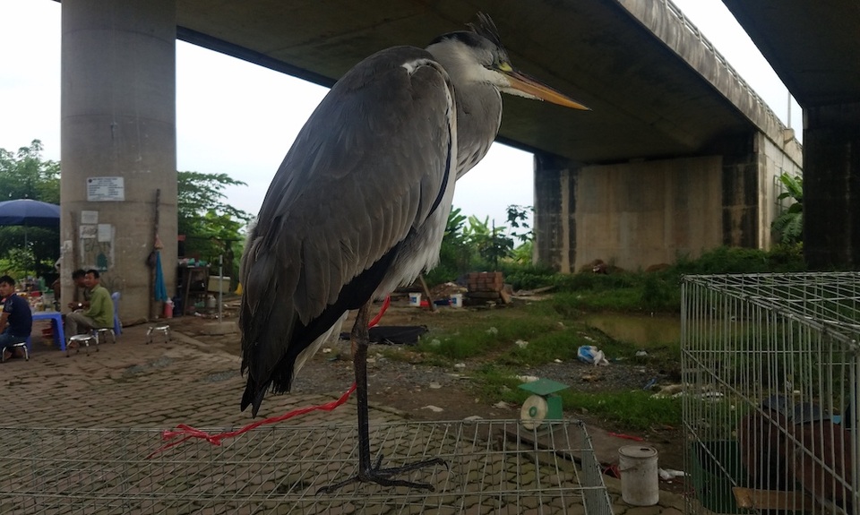 Chợ cóc chuyên bán chim trời "độc, lạ" ven Hà Nội - 1
Một con chim giang không may bị dính bẫy, được chào giá lên tới 800 nghìn đồng.