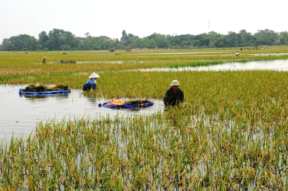 Hơn 700 chiến sĩ giải cứu "át chủ bài" tiêu úng vùng Gia Viễn - 2 Nông dân gặt lúa non, chạy lũ tránh bị nảy mầm.