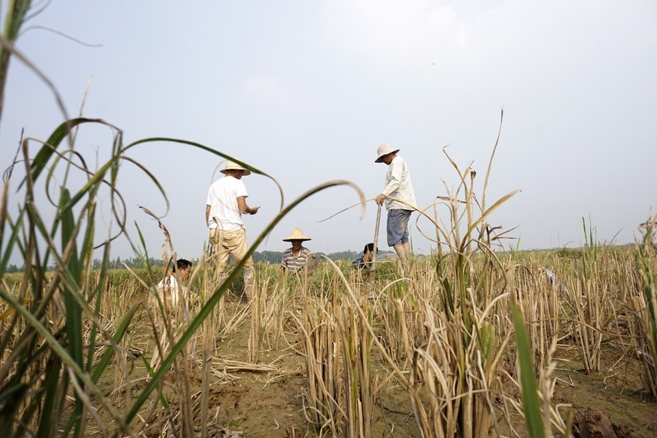 
Người bắt chuột Canh Nậu không dùng chó săn hoặc hun khói mà tìm những hang chuột ve bờ mương để bắt.
