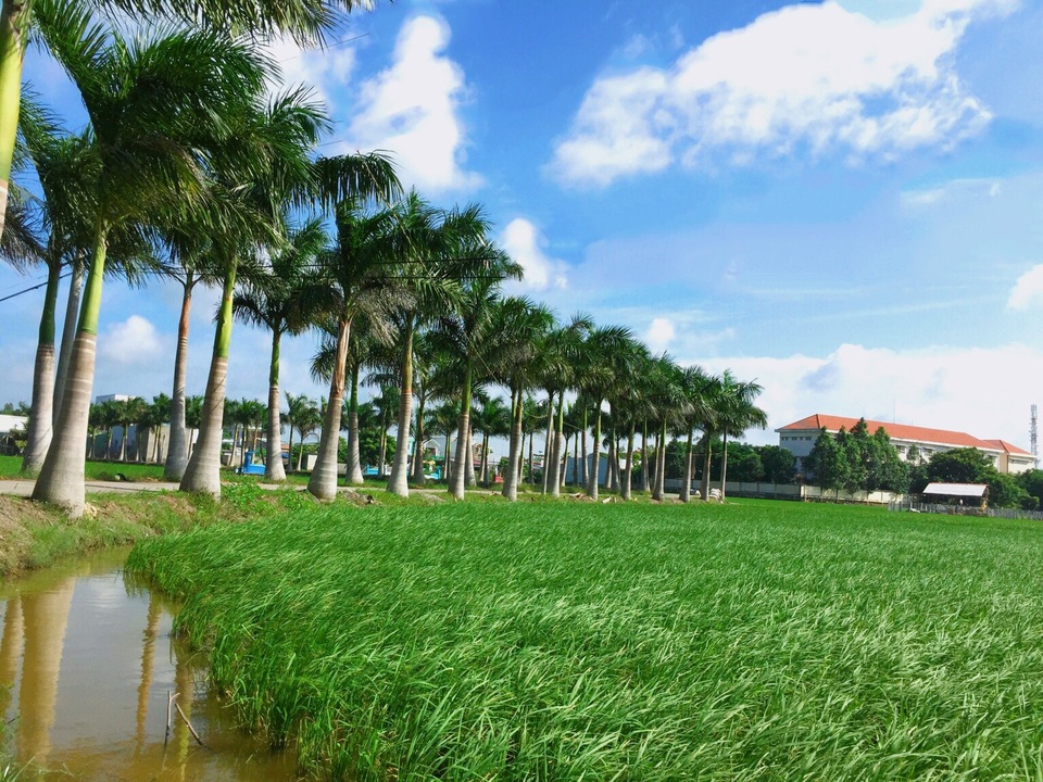 Lạc bước trên “con đường hạnh phúc” đẹp mê mẩn ở Long An - 3 Màu xanh của lúa với sắc xanh của bầu trời tạo ra bức tranh thiên nhiên tươi mát, bình yên