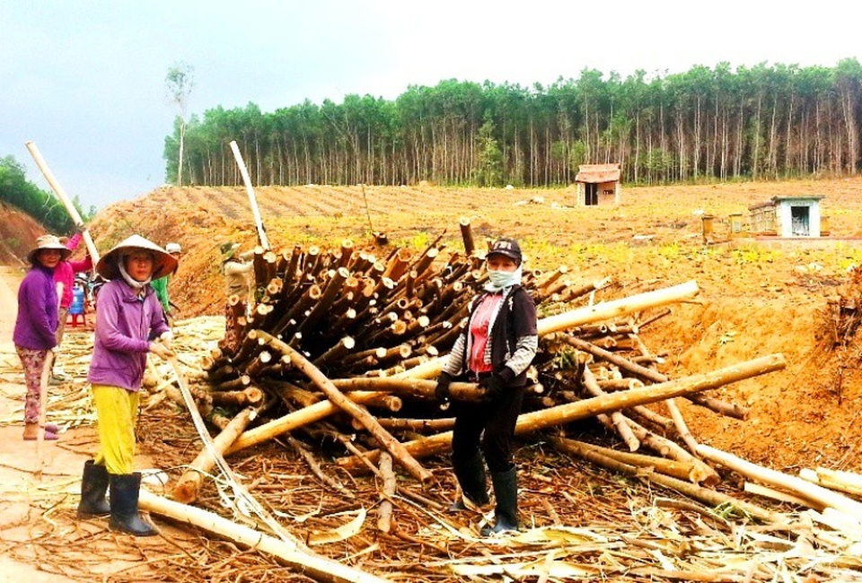 Trung Quốc ngừng mua, ngành dăm gỗ điêu đứng - 2 Nhiều nhà máy cũng ngừng thu mua gỗ nguyên liệu vì giá dăm gỗ giảm