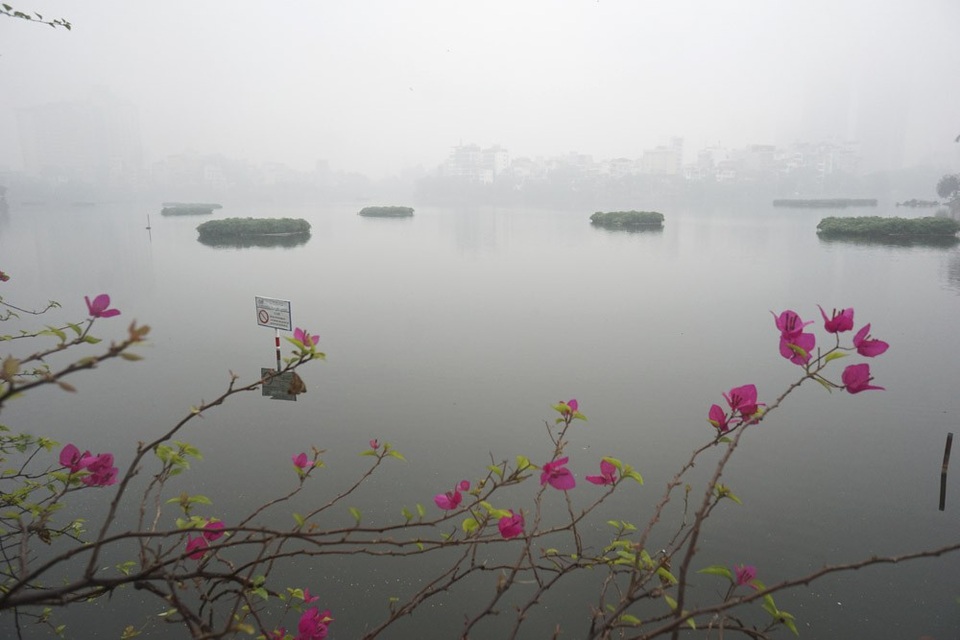 
Những bông hoa hoa giấy nở ven hồ Trúc Bạch mờ sương. Cùng với mây mù, nhiệt độ ngoài trời cũng giảm, tuy chưa đến mức quá rét.
