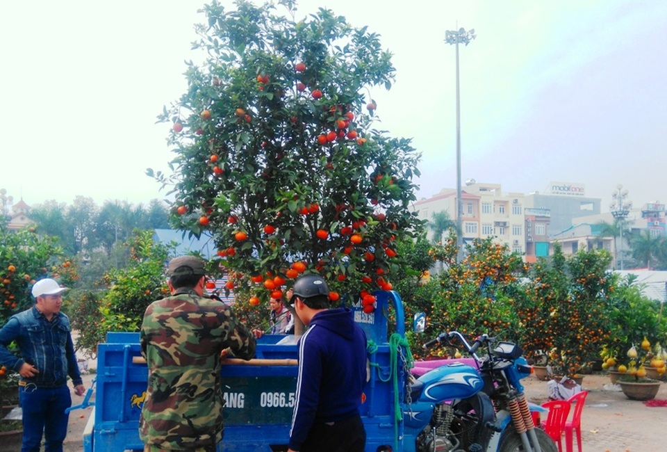 Đào, mai ế ẩm… quất “lên ngôi” ngày cận Tết - 3 Người dân tìm mua quất về chơi xuân nhiều hơn so với đào, mai
