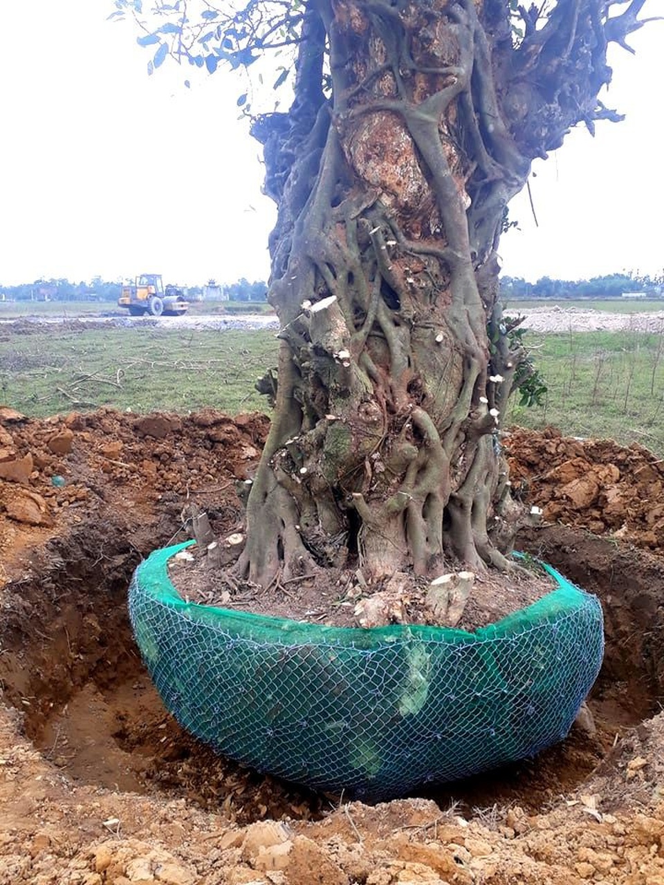 Dân làng bất bình phản đối việc bán 3 cây cổ thụ - 2
Cây Duối có thân rất to