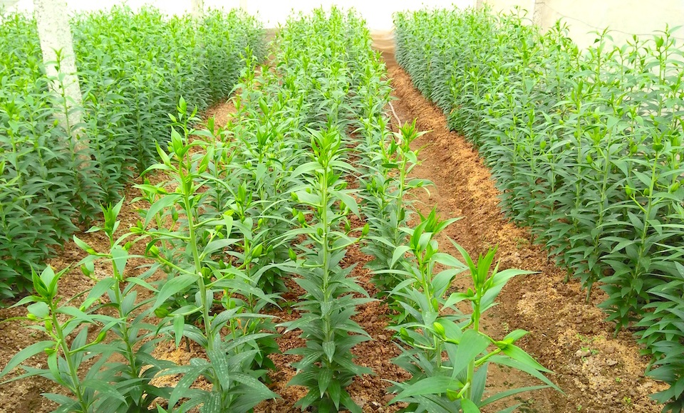 Hoa Tết bung nở khắp nhà vườn xứ Nghệ - 5 Hoa ly được trồng trong nhà lưới phải thắp bóng đèn suốt đêm để hoa sinh trưởng phát triển kịp phục vụ Tết.