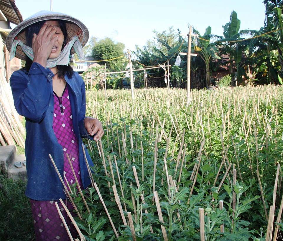Những vườn cúc Tết “thảm hại” sau 5 trận lũ liên tiếp - 4
Bà Minh mếu máo bên vườn cúc 300 chậu không nở kịp Tết do lũ nên không có thương lái đặt mua như mọi năm