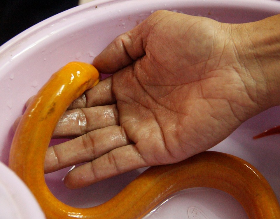 Anh Phúc sợ con lươn sẽ chế vì nó quen sống với môi trường bùn đất ngoài đồng ruộng