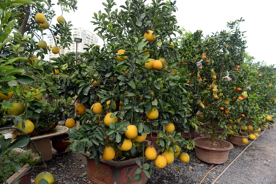 Những cây bưởi được ông Hai nhập về khoảng 5 năm tuổi, có cây lên đến 15 năm.