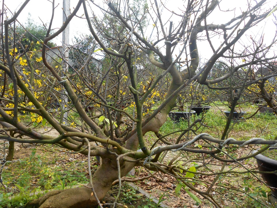 Quảng Nam: “Hốt bạc” từ dịch vụ cho thuê mai chơi Tết - 4 Năm nay, thời tiết thuận lợi cho người trồng mai ở Quảng Nam, nắng nhiều và ít lạnh nên mai nở rất đẹp