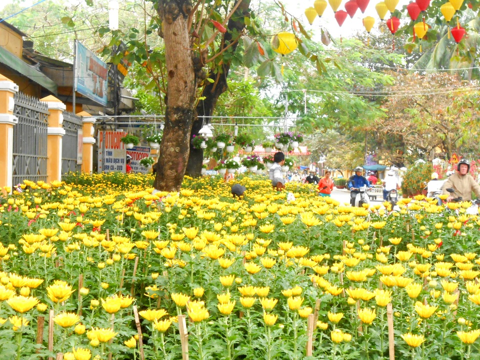 Rực rỡ sắc Xuân trên phố cổ Hội An - 4