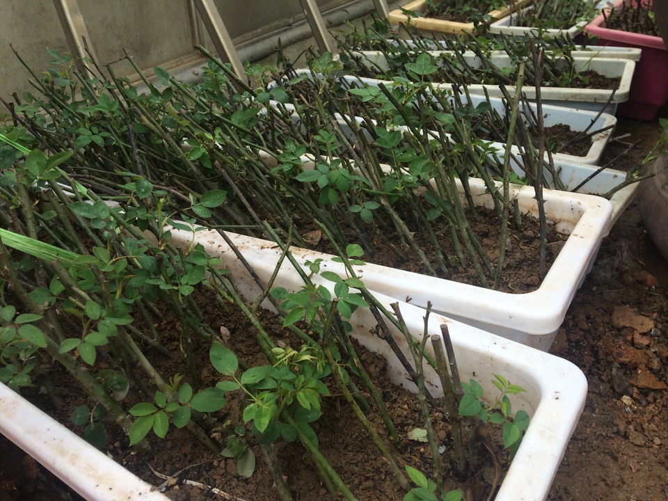 Độc đáo thú chơi hoa hồng cổ có giá hàng chục triệu đồng - 5 Việc nhân giống hồng cổ đã thuần rất đơn giản