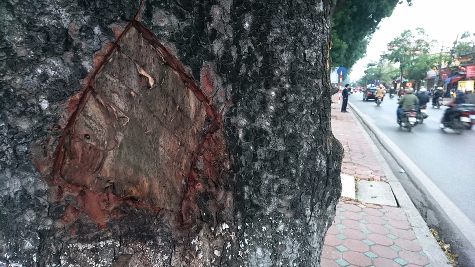 Vì sao hàng loạt cây xà cừ cổ thụ trên đường Láng bị đẽo vỏ? - 6 Vì sao hàng loạt cây xà cừ cổ thụ trên đường Láng bị đẽo vỏ? - 6