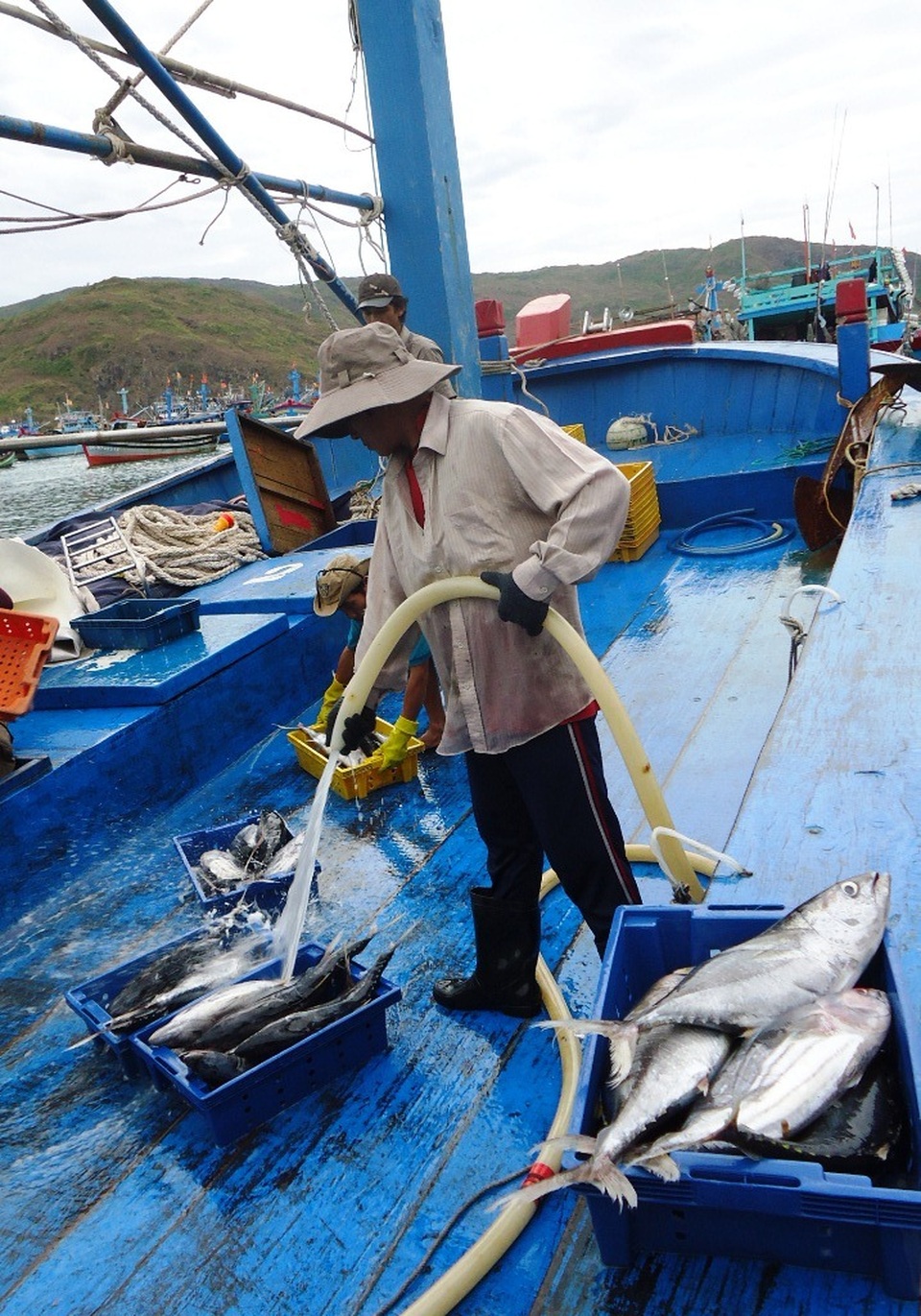 Nghề lưới vây thất thu chuyến đi biển xuyên Tết - 3 Trong khi đó, nhiều tàu hành nghề lưới vây chủ yếu đánh bắc cá ngừ sọc dưa bị lỗ nặng