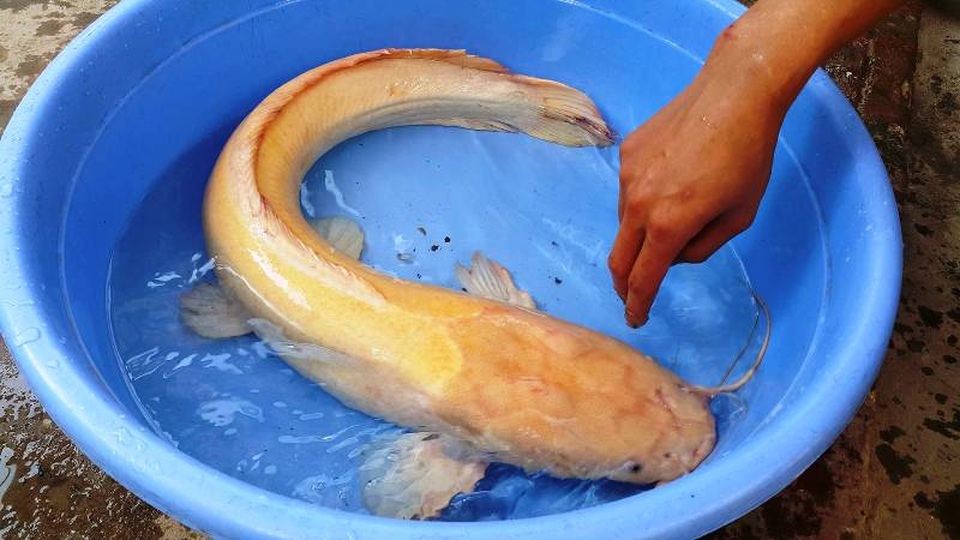 Người dân đổ xô đi xem cá trê vàng nặng hơn 3kg - 2 Người dân đổ xô đi xem cá trê vàng nặng hơn 3kg - 2