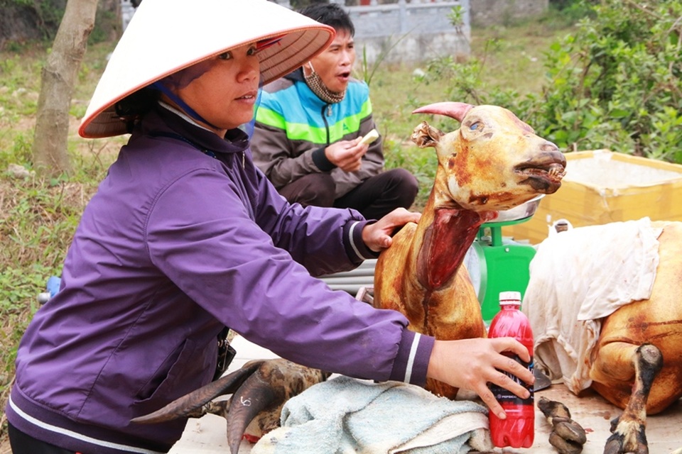 Ninh Bình: Kiếm tiền triệu trong ngày nhờ bán thịt dê - 4
Mỗi ki-lô-gam thịt dê tươi được người dân bán với giá từ 350.000 đồng trở lên. Tại các quầy bán thịt dê di động này, từng con dê vẫn còn nguyên con, đã được lấy tiết, mổ bụng, thui vàng... để thu hút khách. Một người bán thịt dê cho hay, khách phải nhìn thấy nguyên con dê họ mới mua, vì như thế mới an tâm là dê vừa mới được giết mổ và còn tươi.