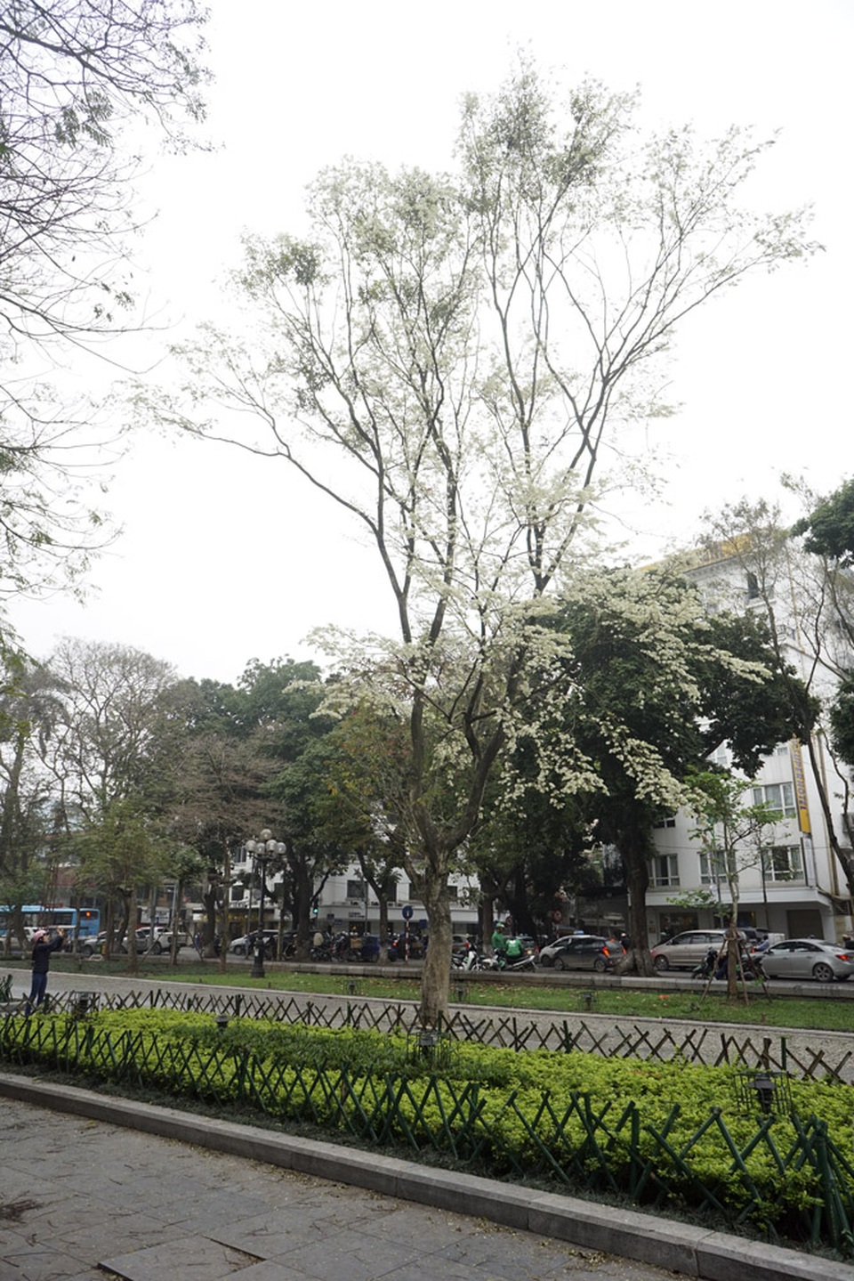 Hà Nội vào mùa hoa sưa trắng - 4 Cây sưa tuyệt đẹp tại vườn hoa Hàng Đậu.