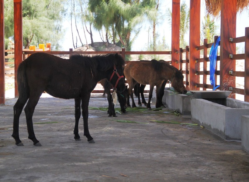 Vườn thú bán hoang dã đầu tiên ở phố biển Quy Nhơn hút khách ngày mở cửa - 5 Những chú ngựa lùn