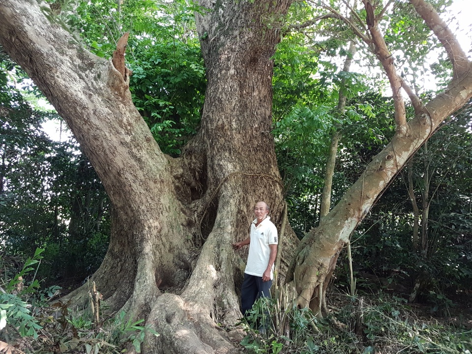 Chiêm ngưỡng “cụ” sưa 250 năm tuổi, gốc to hơn 10m - 5 Ông Ba bên cây sưa khủng của gia đình