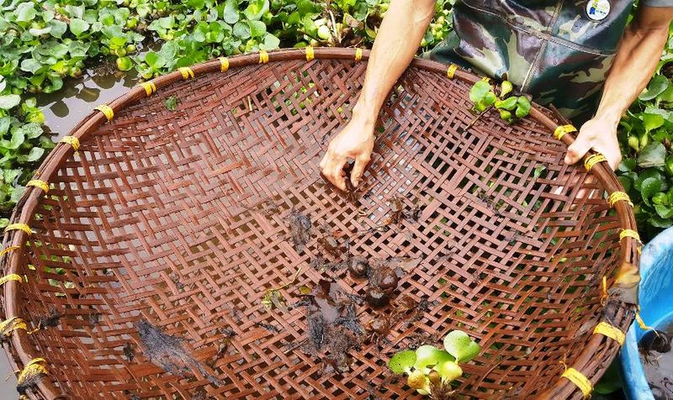 Kiếm nửa triệu đồng mỗi ngày từ nghề bắt cua đồng - 2 Dụng cụ bắt cua đơn giản, chỉ cần một chiếc rổ lớn đan bằng tre sau đi đến các kênh mương để hớt cua nằm dưới các lớp bèo tây.