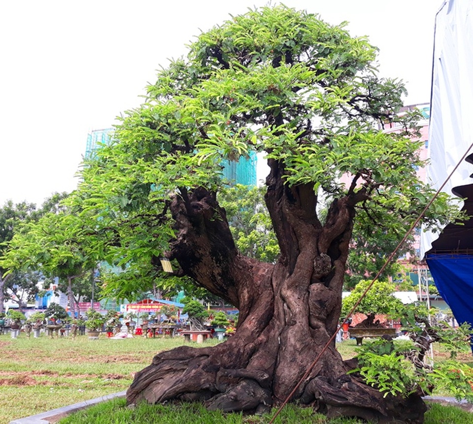 Cây me hàng trăm năm tuổi trị giá tiền tỷ