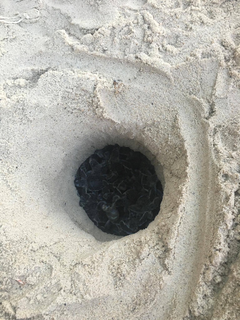 Ấp nở thành công 66 cá thể rùa biển được chuyển vị từ Côn Đảo - 2 Một ổ rùa đã nở thành công