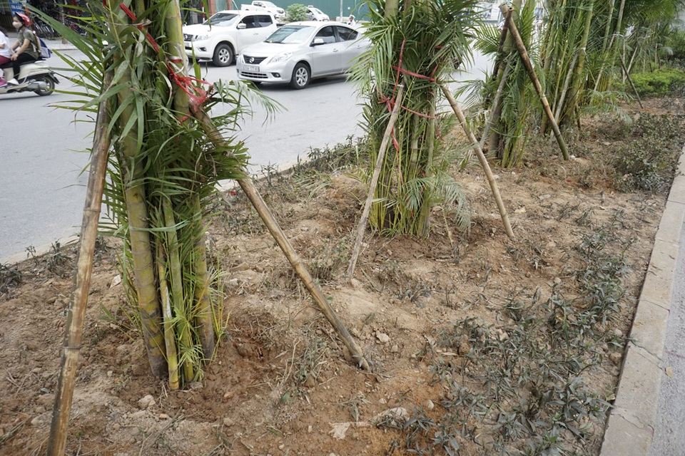 
Do mới trồng, cây được chằng chống phòng hư hỏng.
