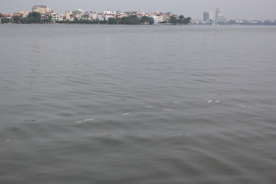 
Rải rác trên mặt hồ.
