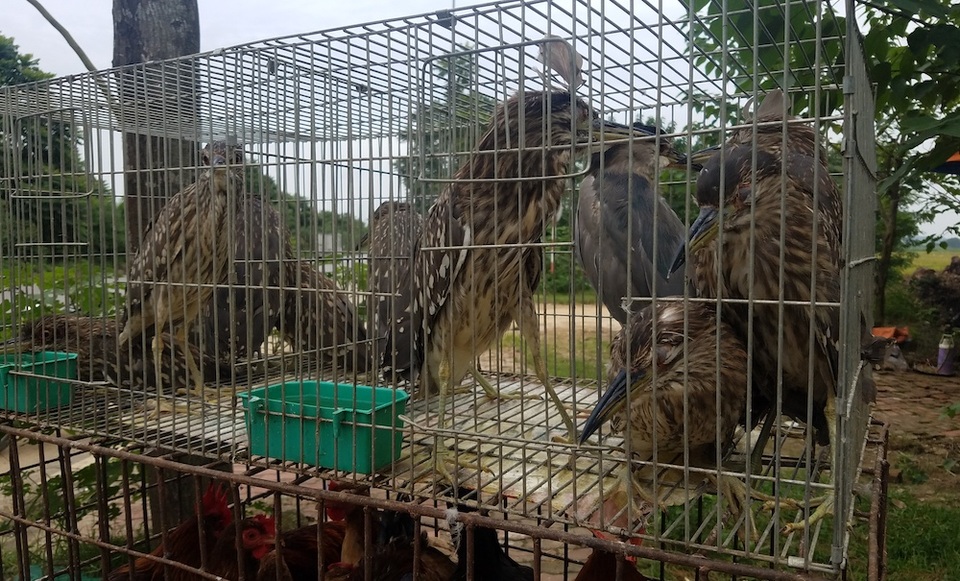 Chợ cóc chuyên bán chim trời "độc, lạ" ven Hà Nội - 2
Hàng chục con vạc bị khâu mắt, buộc mỏ bày bán ven đường,