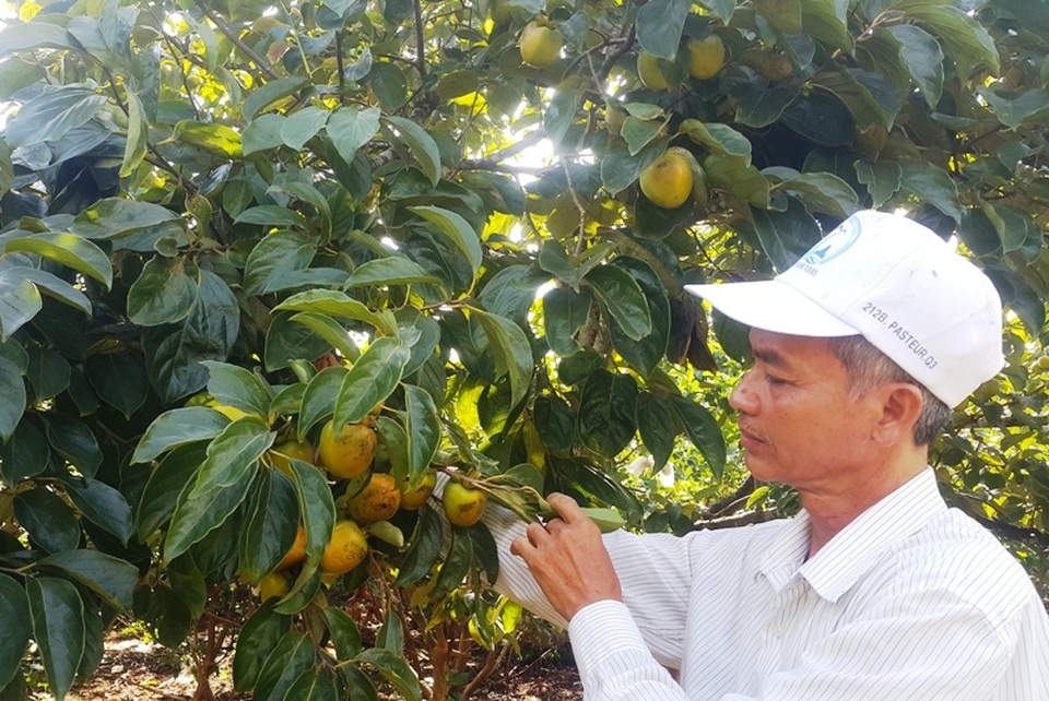 “Phù thủy” giúp cây ra quả trái vụ, thu cả tỷ đồng mỗi năm - 3 Những đóng góp cho sự nghiệp phát triển kinh tế quê hương, ông Sơn đã được tặng thưởng Huân chương Lao động Hạng Ba và nhiều bằng khen có giá trị khác.