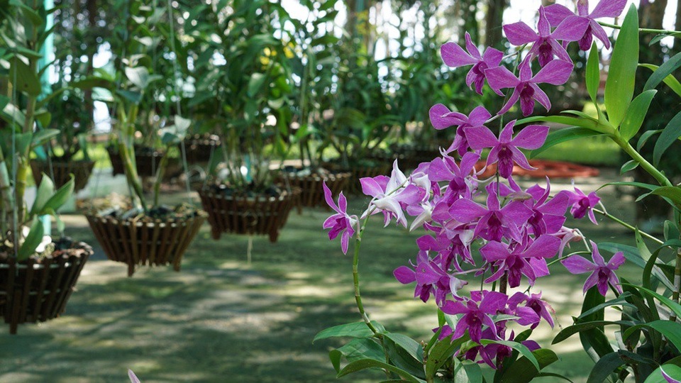 Về Đồng Nai nhớ ghé thăm Đảo Ó - 4 Vườn lan trên Đảo Ó