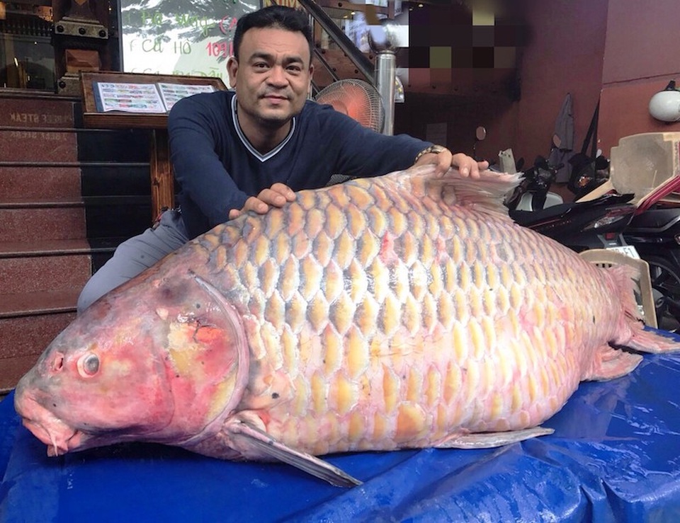 Đại gia "săn" cá hô từ Campuchia, Lào, Thái... làm tiệc đón Tết - 4 Cá hô hơn 100kg là rất hiếm trên thị trường