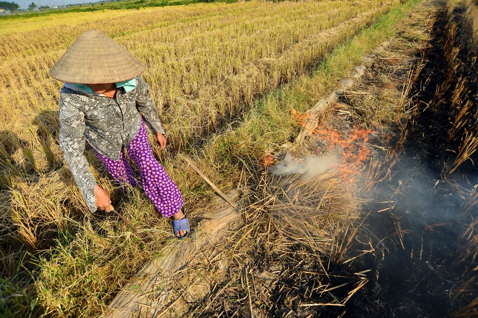 Đường Hà Nội mù mịt khói vì người dân đốt rơm rạ - 3 
Việc đốt rơm cũng là cách nhanh nhất làm cho rơm tiêu hủy để tiếp tục cho vụ mới. Rơm đốt thành tro, người dân dùng để bón rau cỏ hay để ngay tại ruộng.